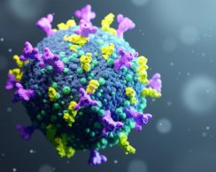 Исследование: коронавирус может наносить вред носителю даже после своей гибели