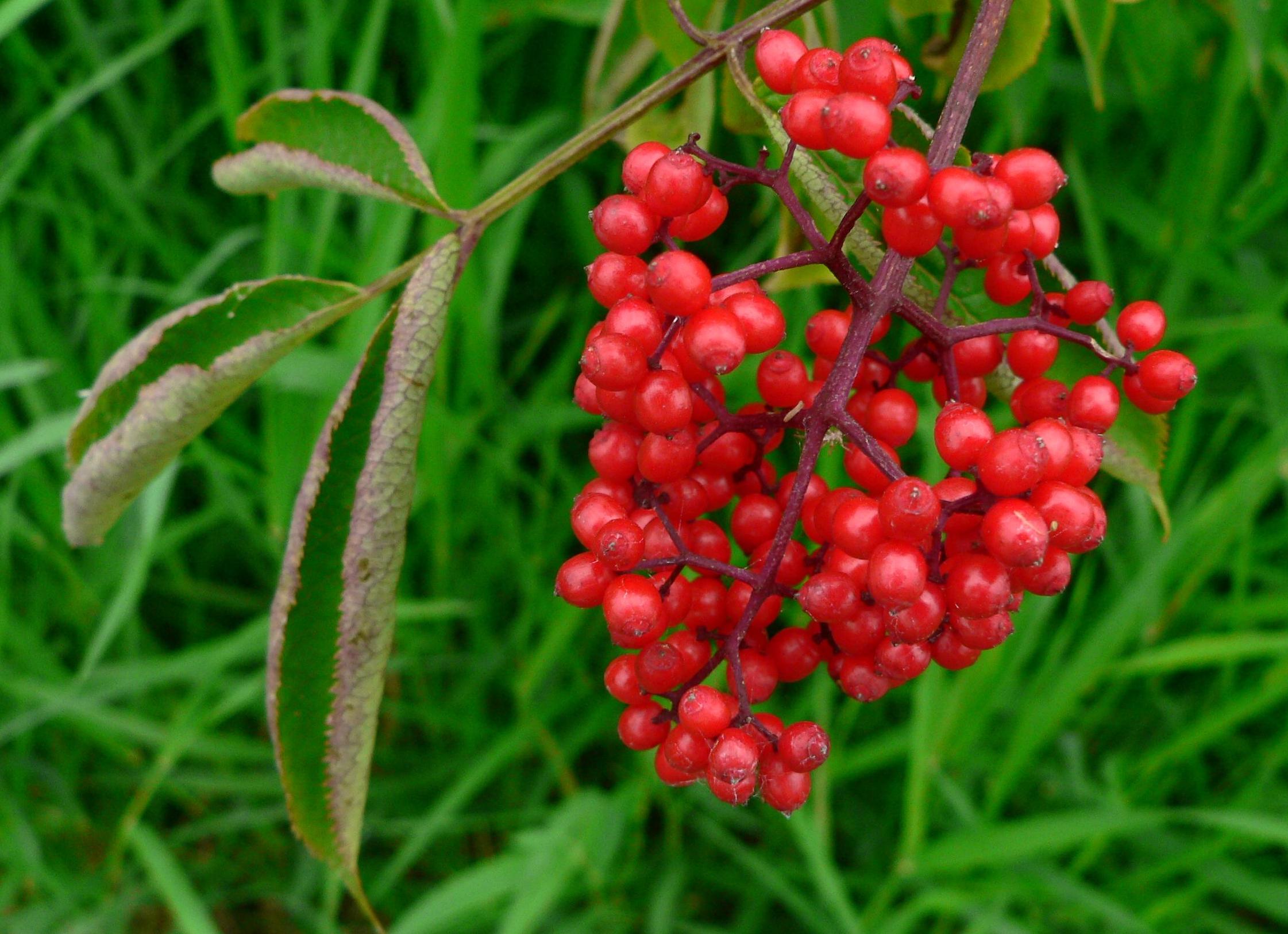 Что будет, если съесть волчью ягоду